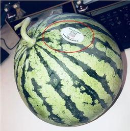 吃瓜推特网红是谁