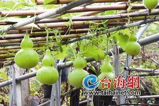 网红吃的整个葫芦瓜,一瓜到底，葫芦瓜美食大揭秘