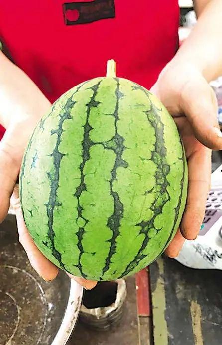 青岛网红小哥吃瓜,青岛网红小哥的瓜田奇遇记