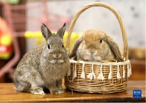 网红吃瓜兔事件详细过程,揭秘网络舆论风暴背后的真相