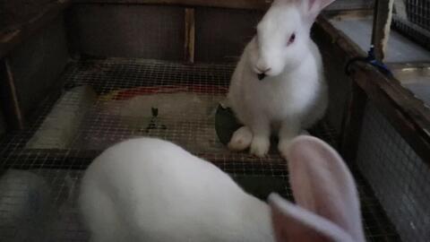 网红吃瓜兔事件真相揭秘,揭秘背后真相与争议