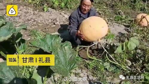 礼县网红吃瓜事件真相揭秘,揭秘背后的真相与争议