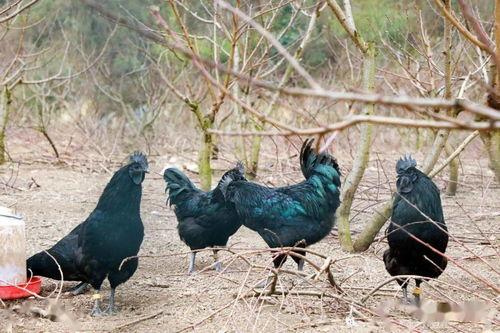 吃鸡瓜的网红叫什么名字