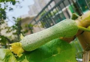 黑网吃瓜料网进不去病毒