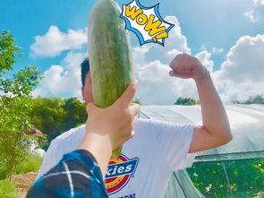 网红跳舞吃瓜图片,趣味横生瞬间捕捉