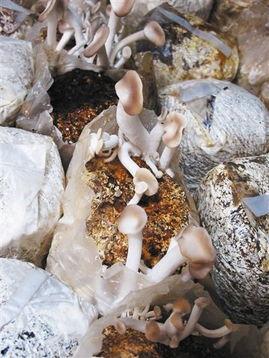 暗黑吃瓜网官网蘑菇,蘑菇世界探秘之旅