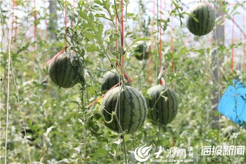 康县网红 吃瓜事件视频,揭秘网络舆论的风云变幻