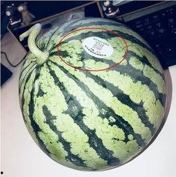 怀仁网红免费吃瓜